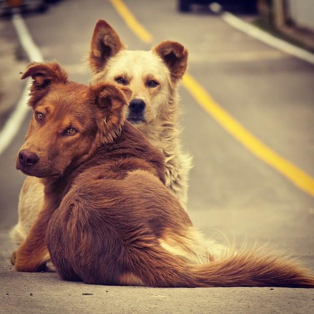 Ink361's tweet photo. Learn about #Gozques, #charitable institution helping to feed the homeless dogs of #Columbia. http://t.co/lfOcjpJpUW http://t.co/6fTMbB836b