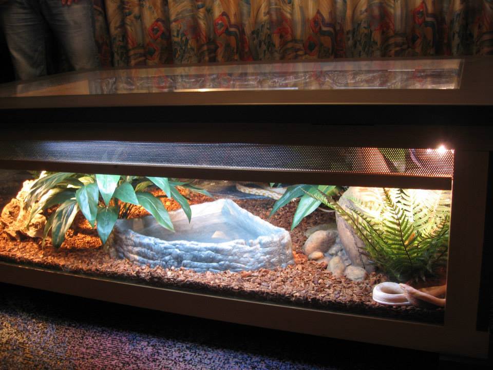 draagbaar lexicon Pardon TerraXclusive Twitter पर: "Voor de echte onder ons... een salontafel  ingericht als slangenbiotoop. #reptielen #slangen #terrarium #dierenopvang  http://t.co/XO6dF6BqPo" / Twitter