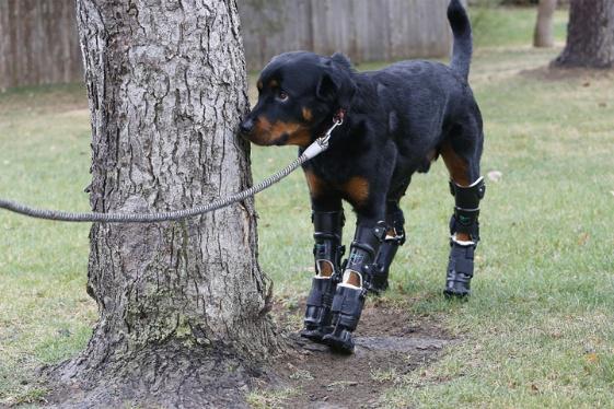 diariopanorama's tweet photo. Conozca la historia de este perro que recibió prótesis en las cuatro patas  http://t.co/h3i5Bz66kK http://t.co/ORLb4KFJVN