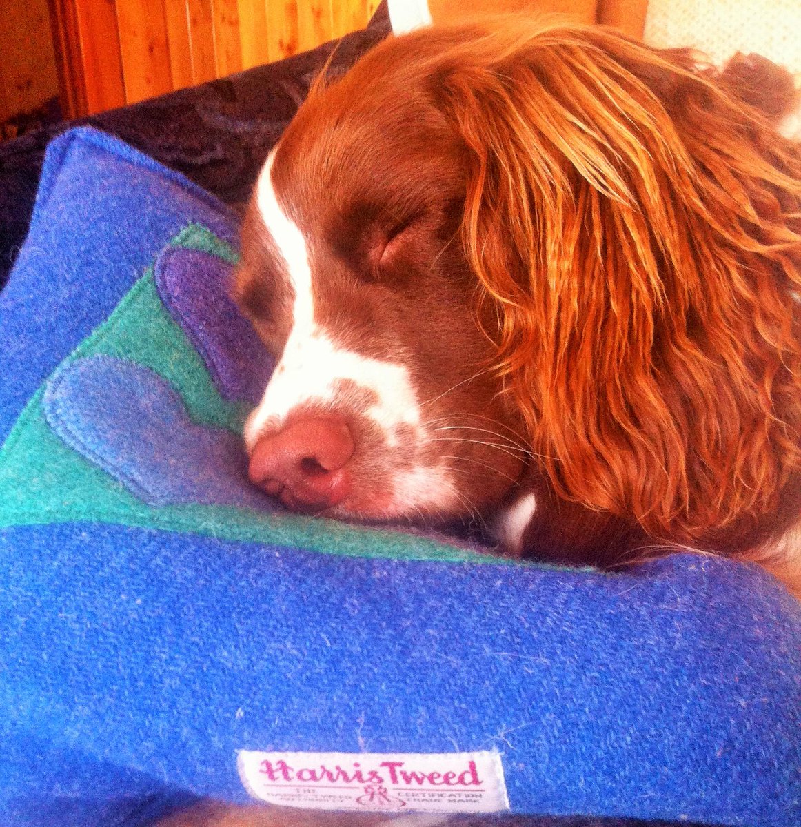 Silver Darlings B&B (@ullapoolsilver) on Twitter photo Isla the Spaniel loves the sheer luxurious comfort of Harris Tweed! <a href="/HarrisTweedKMK/">Harris Tweed by KMK</a> #HarrisTweed #Springerspaniel Isla the Spaniel loves the sheer luxurious comfort of Harris Tweed! <a href="/HarrisTweedKMK/">Harris Tweed by KMK</a> #HarrisTweed #Springerspaniel