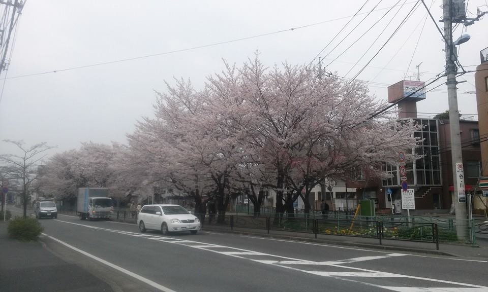 HimuraSeigi's tweet photo. ４/１　桜とでも美し。。ああ。香港は桜ないしだから写真撮った http://t.co/YSHGHETsrd