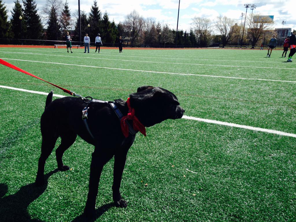 foxypogo's tweet image. Renegade dog with a @BosRenegades bandana #sostylish #fastestreceiver #cantcatchthough