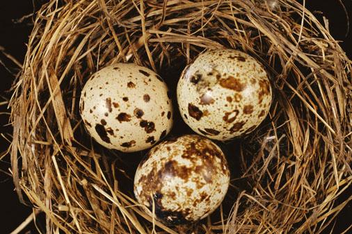 medicmem's tweet photo. Oology: bird flying w a log [-logy] drops into a nest n smashes eggs [eggs=oocyte=Oo-] [=study of birds' eggs] #wotd http://t.co/QkAQrbGukH