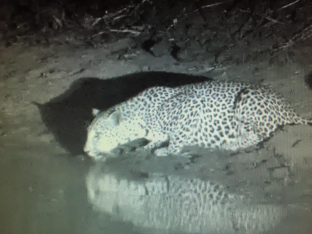 Watch a Leopard drinking live!!!!

To watch the LIVE STREAMING Djuma cam , click here: latestsightings.com/live-wildlife-…