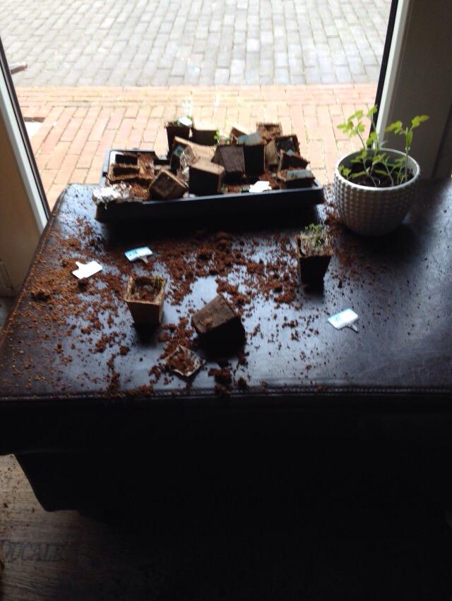 Harm__Edens's tweet photo. Hond Bob laat zichzelf uit in AH moestuintje. http://t.co/lQgQKWOWha