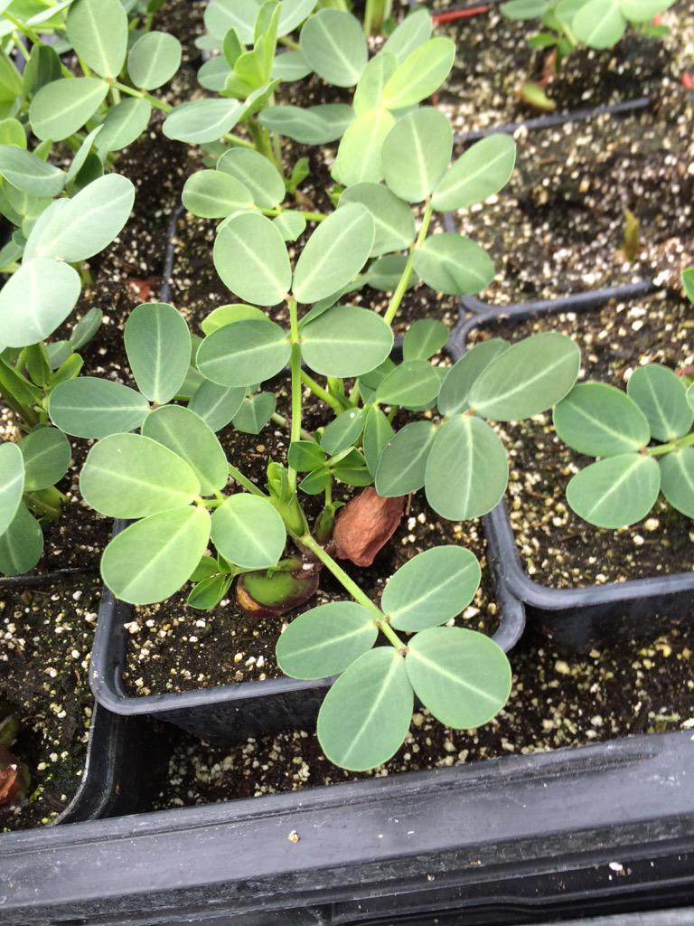 AlvarezOrganic's tweet photo. A lot of people always wonder how a peanut grows.. http://t.co/WK2f4bw2ts