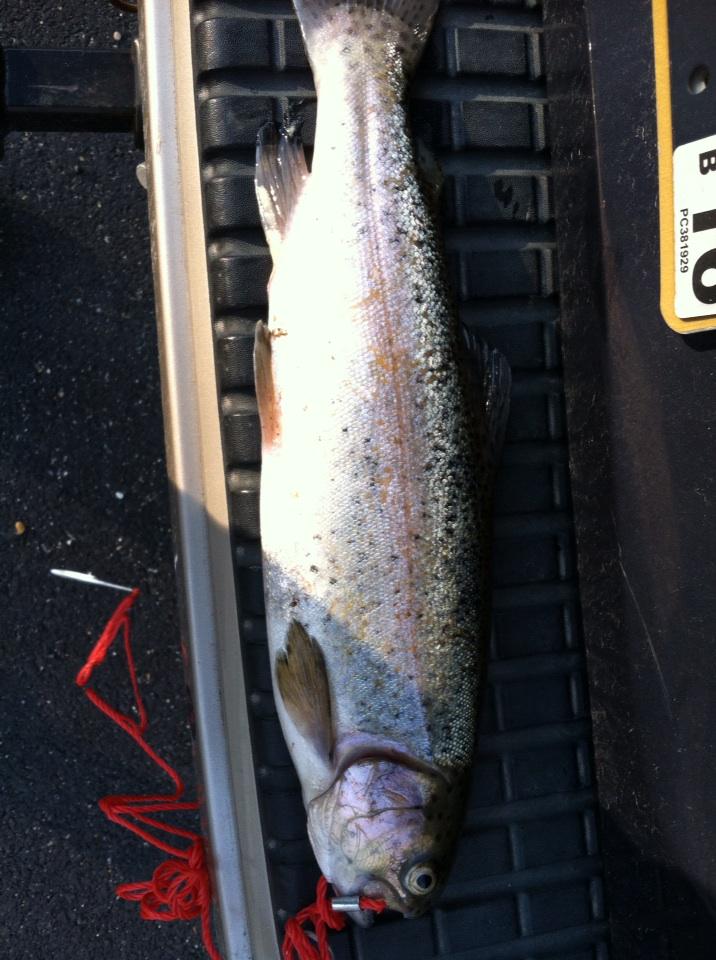 BDB_Maddox's tweet photo. No skunk here! Dinner for one! Haha #FromTheCreek http://t.co/80VBZLVYRf