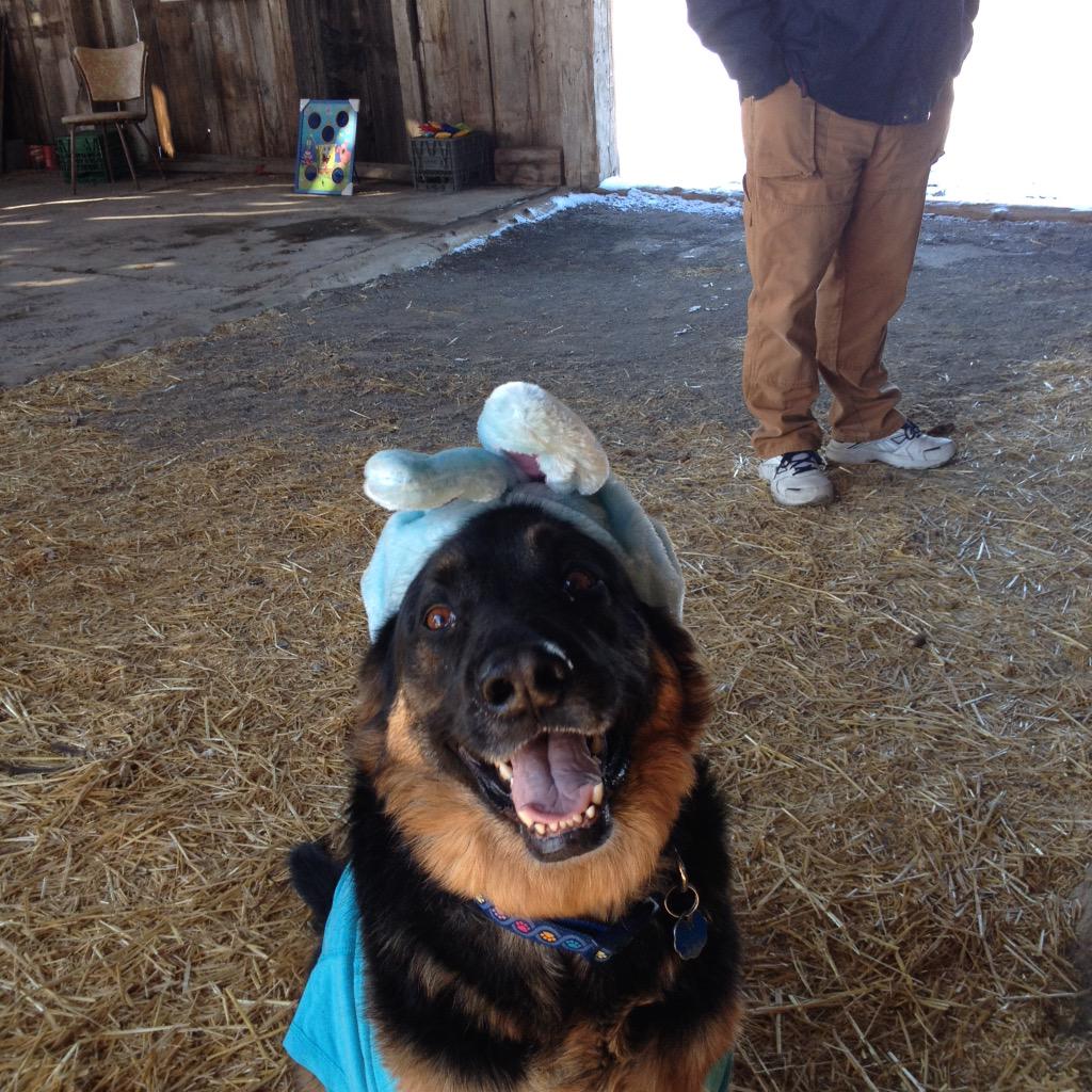 marykirby71's tweet photo. DJ at @JODYMITICs Easter Funday  at the #orleansfruitfarm. He needed a bath afterward. #Orleans #innes #teammitic http://t.co/O39XHsUy21