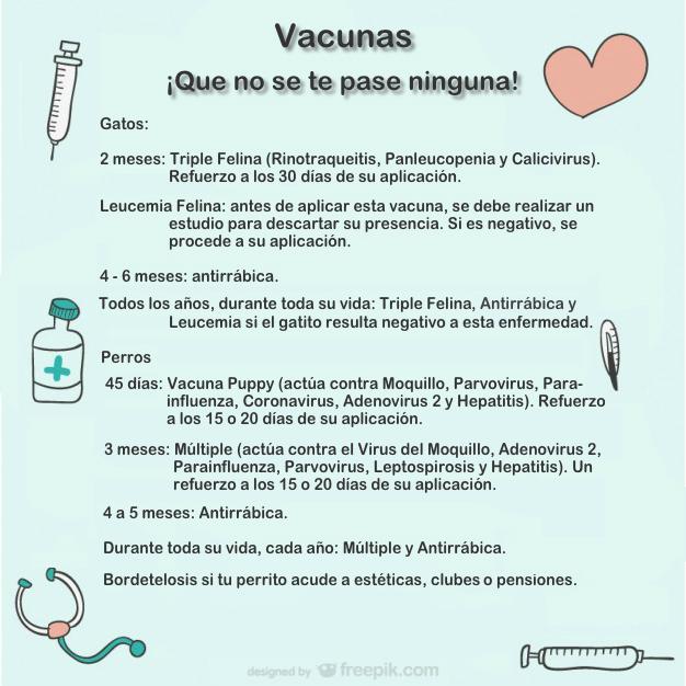 Si tu mascota no tiene su cuadro de vacunación completo, ¿qué esperas? Regresamos el lunes a las 9:30 a. m.