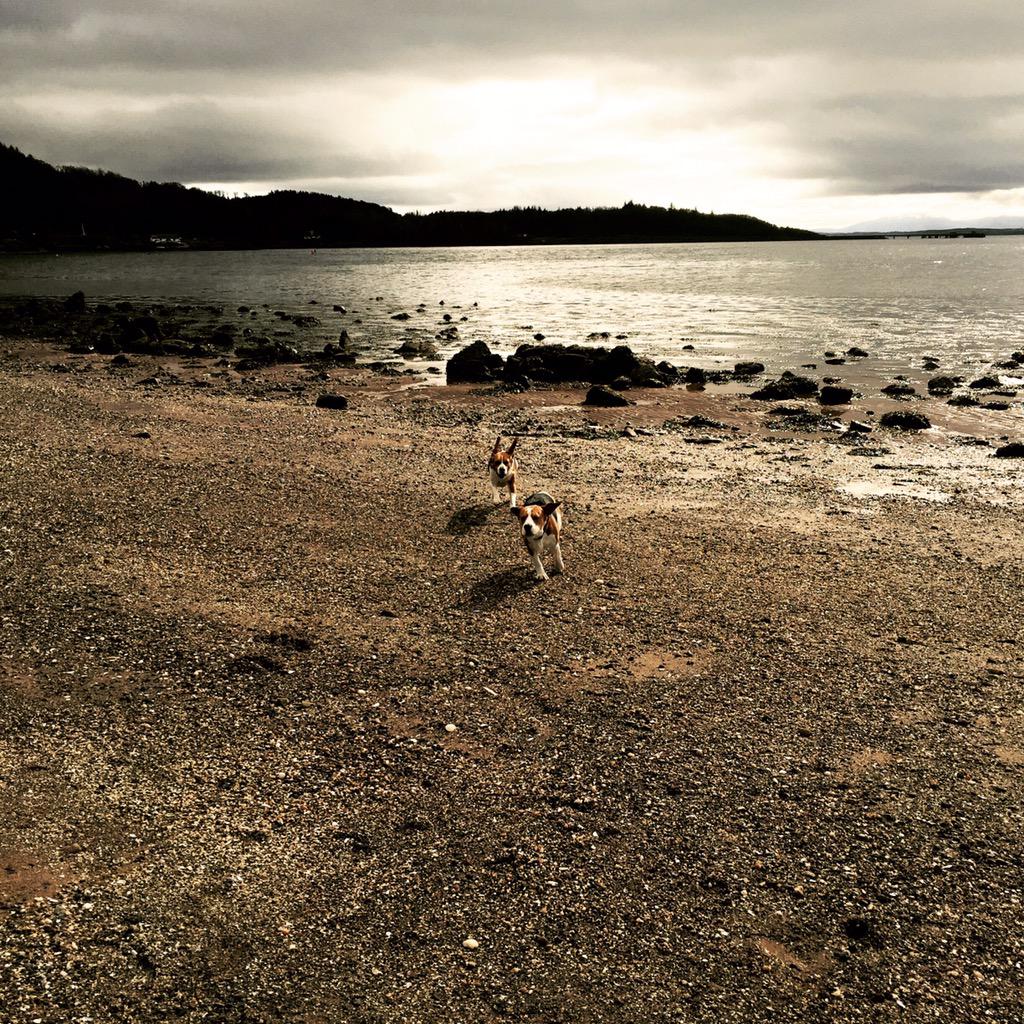 Beagle racing Beach style! @scotlandscenes #scenic#stunning #beagle #beaglebuddies @InverKipMarina 🐶🏁