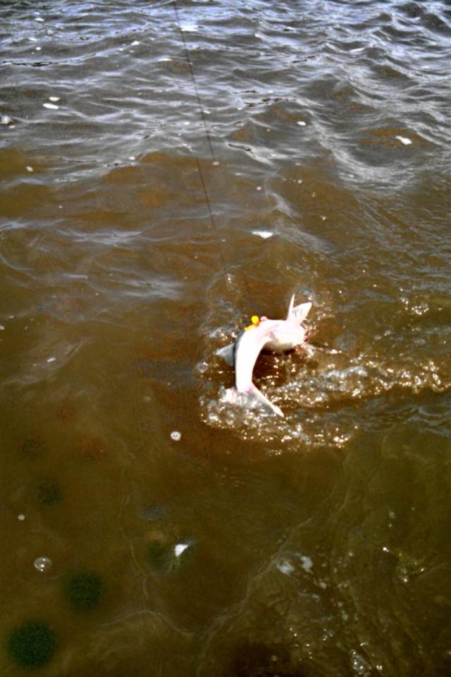 Maumee_river's tweet photo. When u get the fish to u an u see this #riverprobs #walleyerun #maumeeriver http://t.co/CNhV5FIKNd