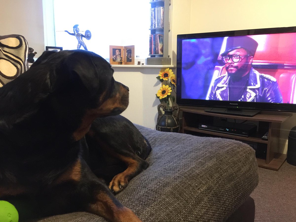 RottieScarlett's tweet photo. Go #teamwill #selfiewithwill #vote4lucy @iamwill http://t.co/tjsHSOrV9a