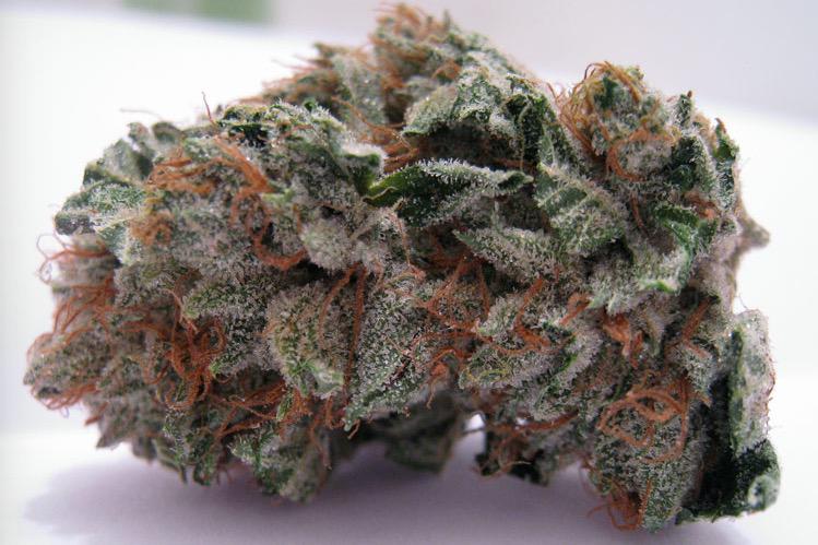 Green Lantern is a mostly sativa strain whose undocumented history poses fr...