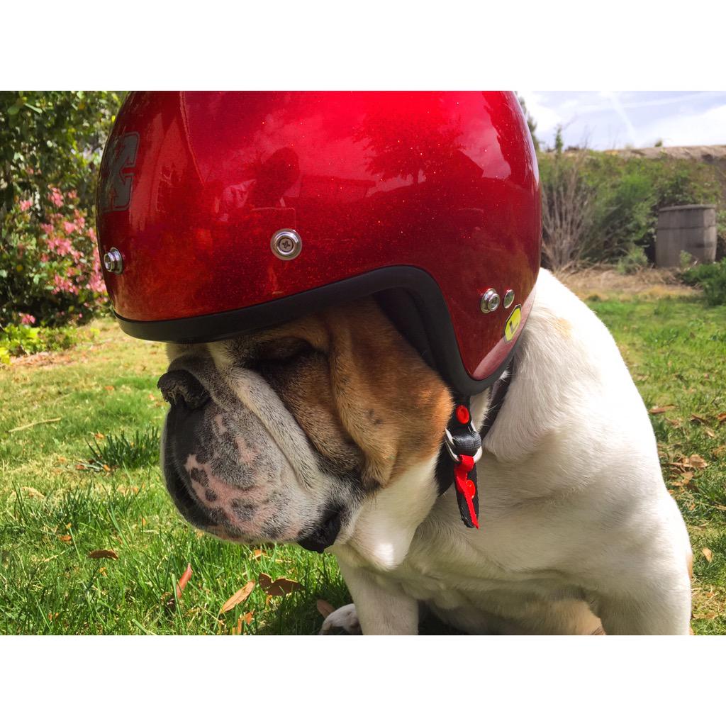 Let's ride, but safety first Rocco says!!! 😝🐶🙌 #broombroom #Bulldog #vrmancha37 #triumphrides #elpasotexas