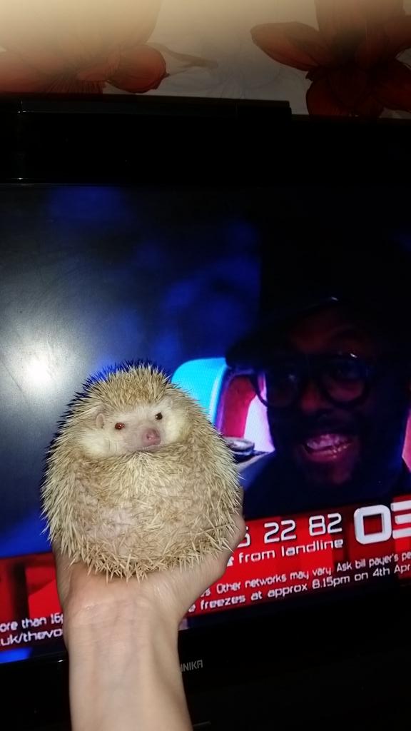pricklyduo's tweet photo. @iamwill #selfiewithwill us hedgehogs luv will 💗 #teamwill http://t.co/A0MvqsxH1n