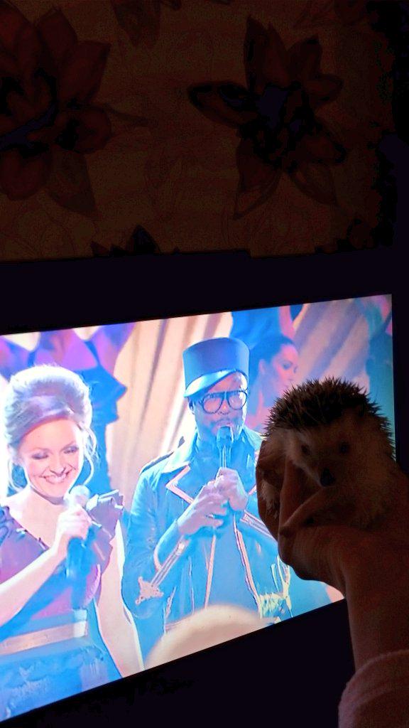 pricklyduo's tweet photo. @iamwill #selfiewithwill us hedgehogs luv will 💗 #teamwill http://t.co/A0MvqsxH1n