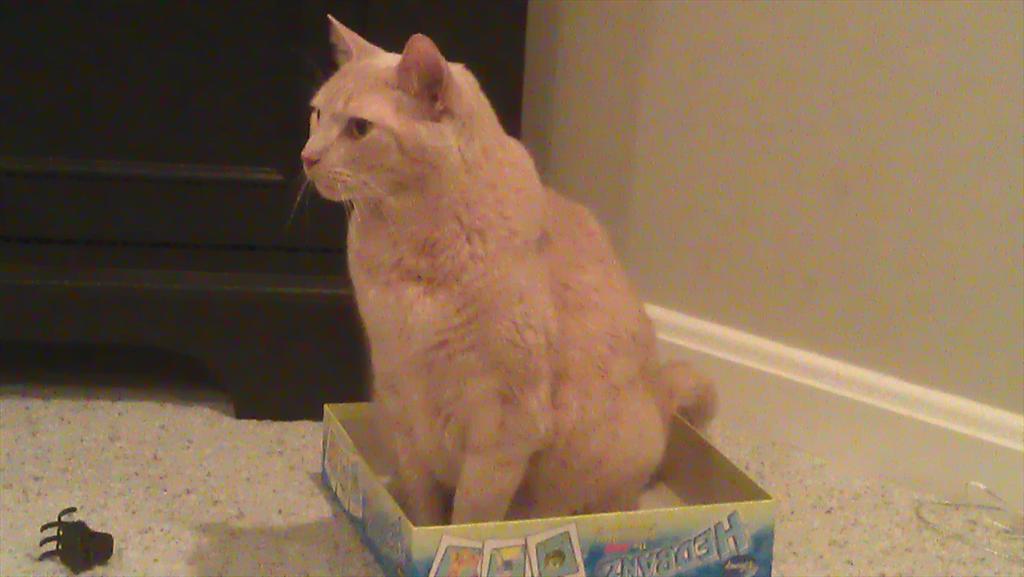 Hey Matt this one is for Skipper (Scratch).Had to put him to sleep this morning. #mojo <a href="/KySportsRadio/">Matt Jones</a>