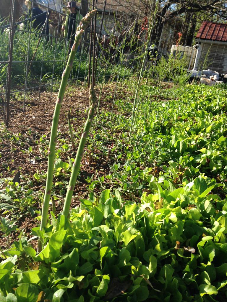jospacebear's tweet photo. Beautiful morning working in the garden at @CW_UrbanFarms. http://t.co/079v6dDOSL