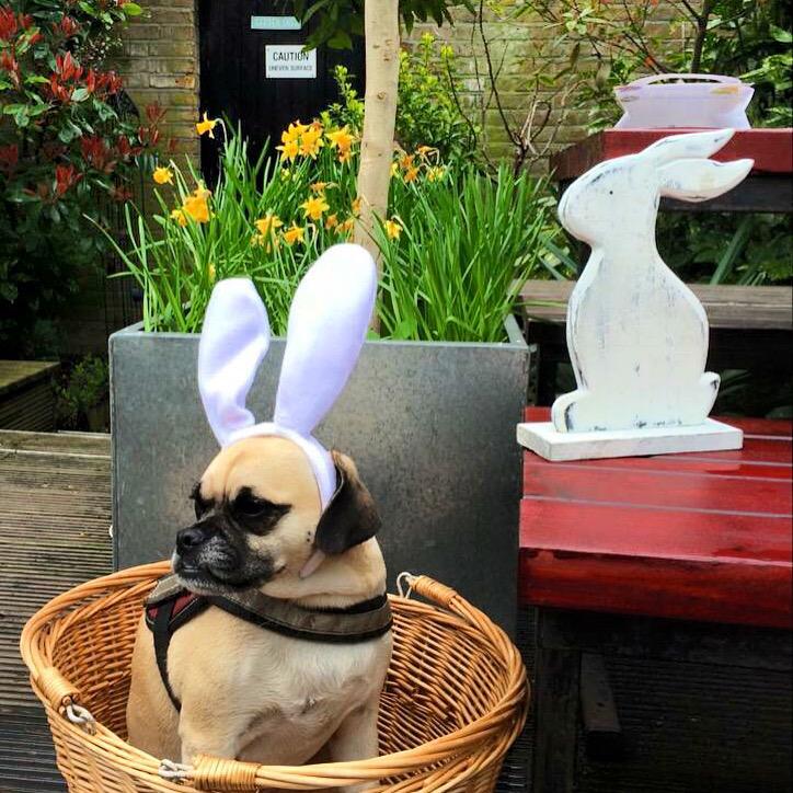 DiscoverAndDo's tweet photo. Our Easter session is just around the corner! Come and find the Easter bunny hiding in our garden #Ealing #play http://t.co/mAJZALGocp