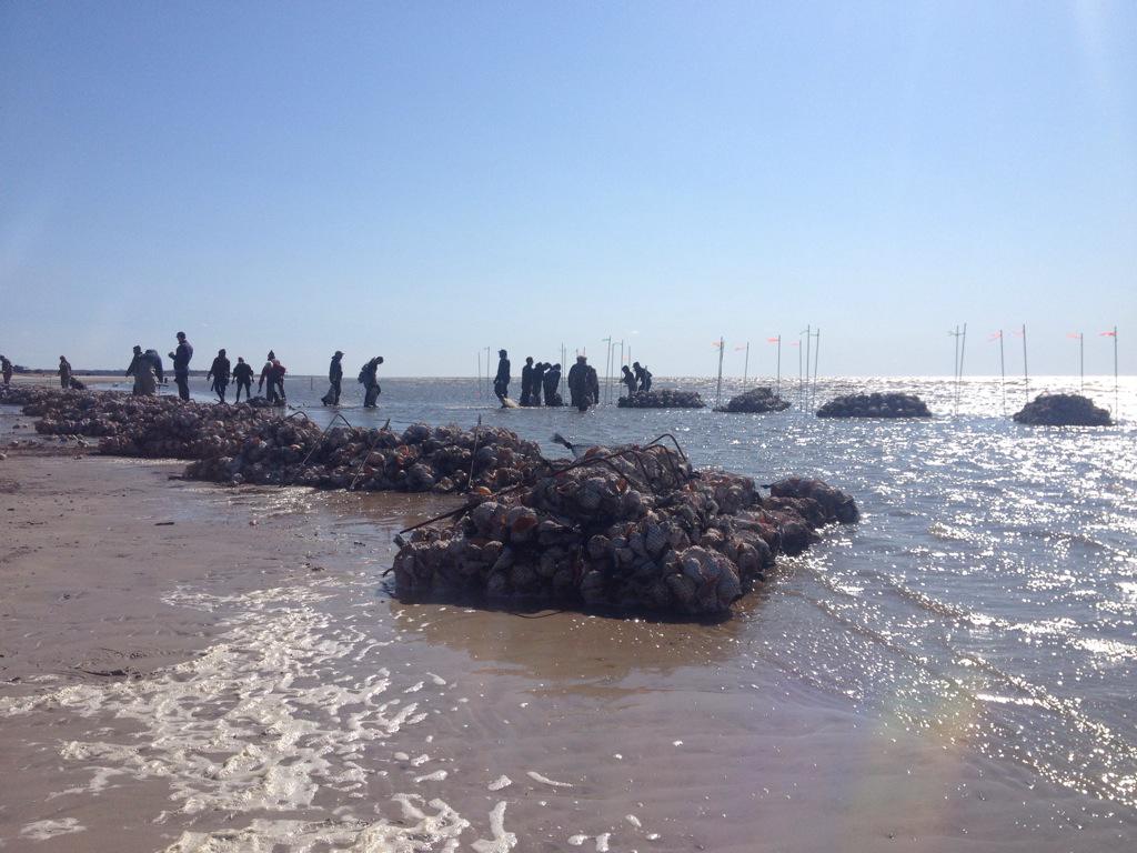 wildlifenj's tweet image. Almost done! @littoralsociety #shellabration #RestoreNJBayshore #oysterreef
