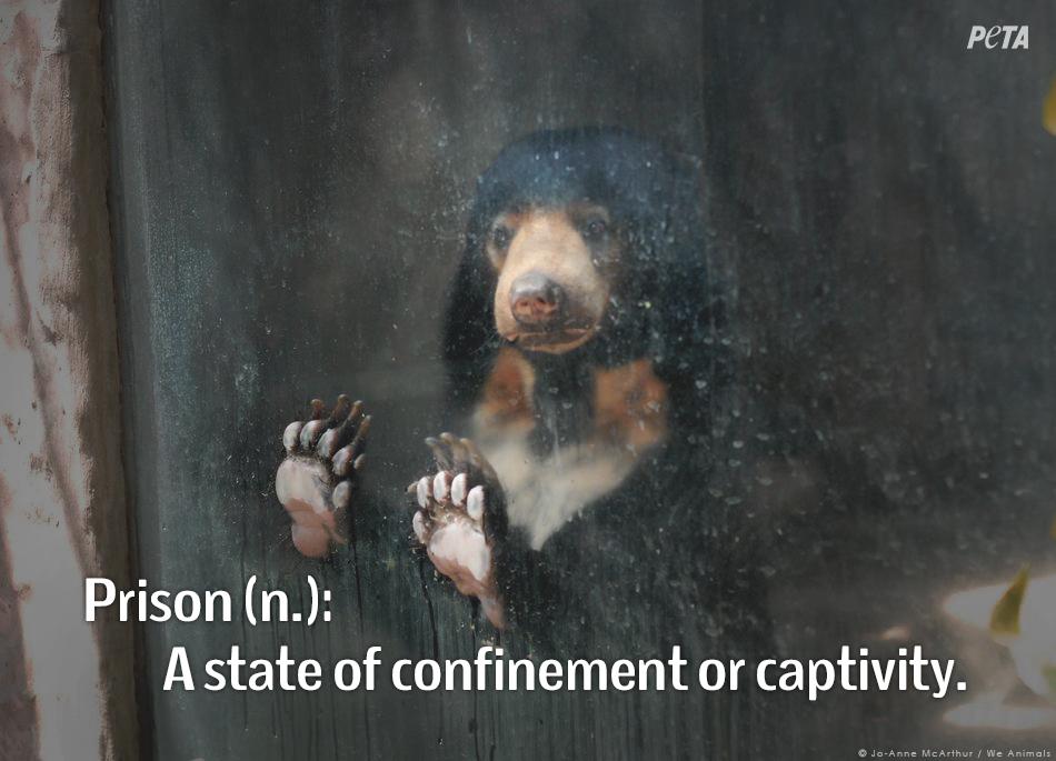 peta's tweet photo. Not all prisons have metal bars.

#BoycottTheZoo #LetThemBeFree http://t.co/HKGucMtEvg