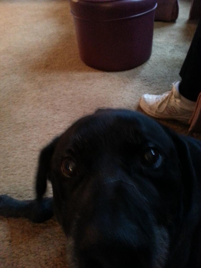 TheMikeDanley's tweet photo. Rest in Peace Harlee Dawg Perry, my lil brother, hopefully your in a better world with no pain and lots of sunny days http://t.co/NQbLjdJwAm