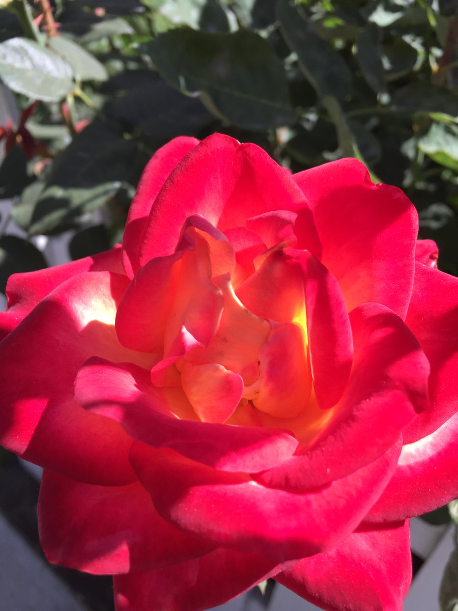 HiraAmbrosino's tweet photo. Beauty sighting in Toluca Lake, CA! Happy Easter &amp; Passover weekend! #NatureIsSpeaking #springissweet #HappyToBeAlive http://t.co/WPkVXEc1l5