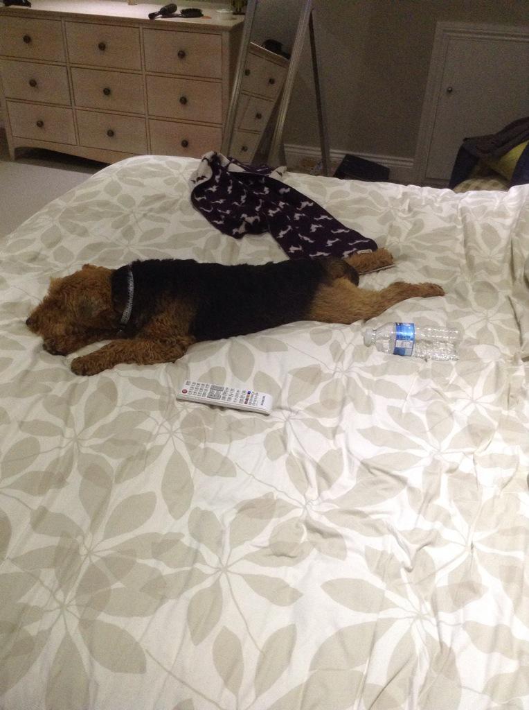 LouiseMartin_92's tweet photo. All three of my dogs have adopted laying like this http://t.co/c6JxXiTdvk