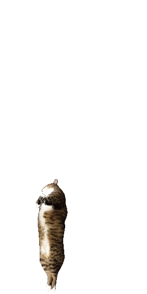 StumblerTop's tweet image. swipe up to see a cat fly 🐱