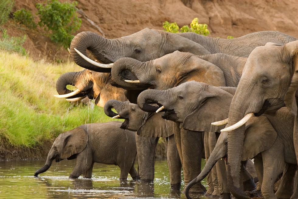 oceanshaman's tweet photo. Start w/ #elephants & #orcas. Assume you're in the presence of ones who deliver #CosmicMessages. #PathwaysToAllOthers http://t.co/CxHCF1pphl