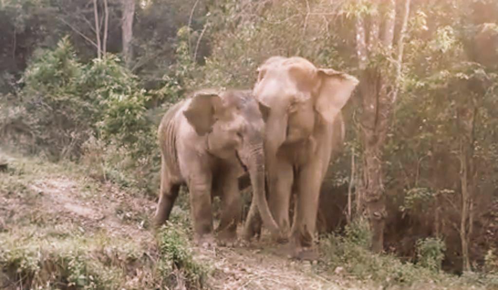 oceanshaman's tweet photo. Start w/ #elephants & #orcas. Assume you're in the presence of ones who deliver #CosmicMessages. #PathwaysToAllOthers http://t.co/CxHCF1pphl