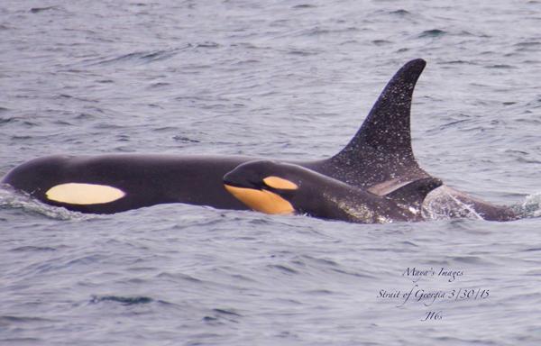 oceanshaman's tweet photo. Start w/ #elephants & #orcas. Assume you're in the presence of ones who deliver #CosmicMessages. #PathwaysToAllOthers http://t.co/CxHCF1pphl