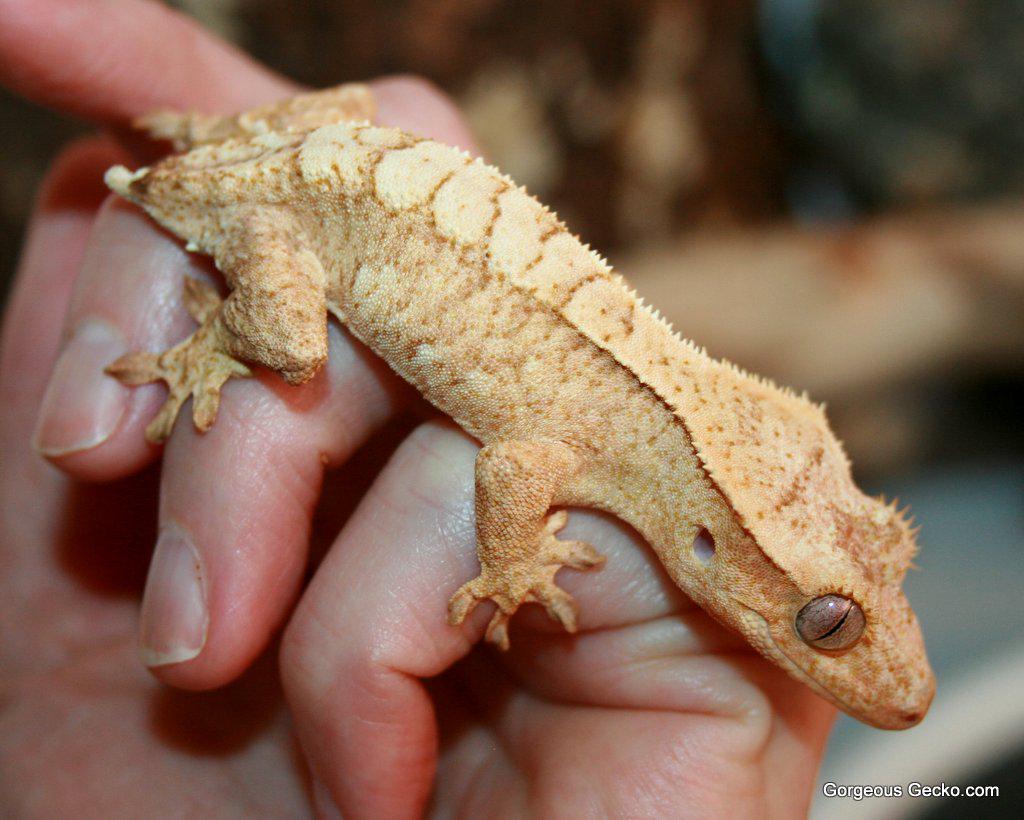 Gorgeous Gecko (@gorgeousgecko) / Posts / X