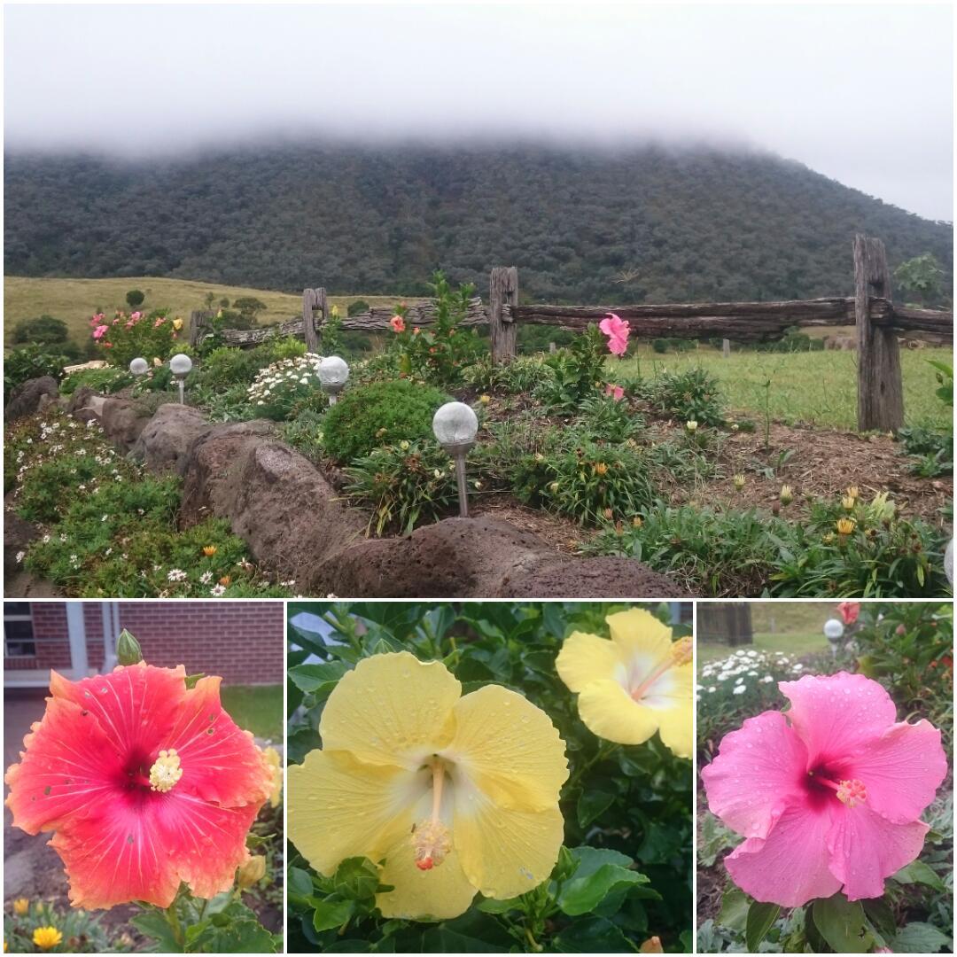 oapresident's tweet photo. Beautiful foggy mountain views and floral colours at my parents place at Swanfels, 180km SW of Brisbane. http://t.co/BKks5bjVRD