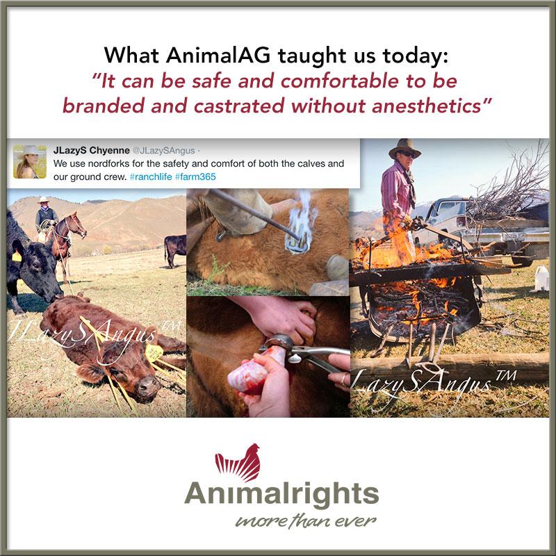 staleburke's tweet photo. Cruelty in #animalag is common. #farm365 #education #LiesEveryoneTells #lies #AnimalAbuse #animalcruelty #agproud http://t.co/s7sZ70z0L1