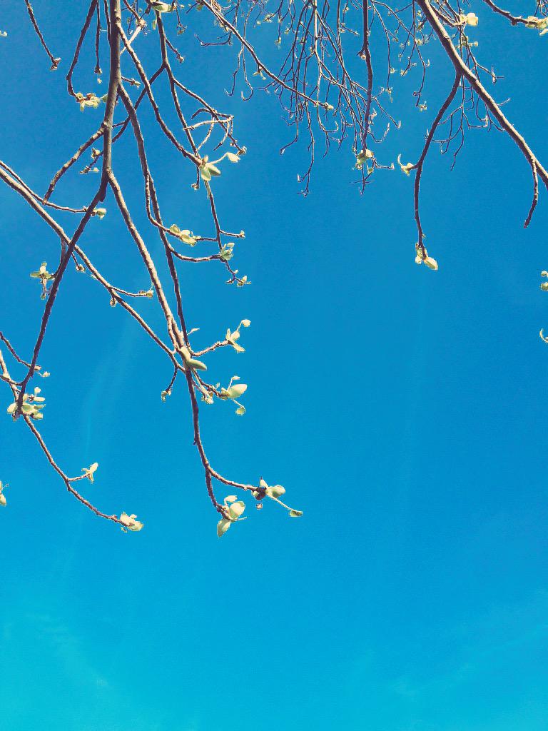 nicolevoerman's tweet photo. MY SECOND FAVORITE TREE IS FINALLY IN BLOOM #itreallyisspring http://t.co/cvoG3hSsrP