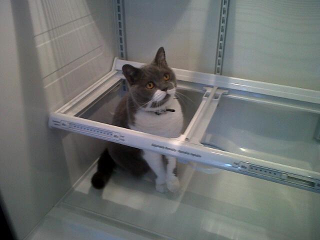 LordGraydon's tweet photo. Spring cleaning continues. Today, I helped clean the fridge. Not so! #badkittycat #Caturday #CatsOfTwitter http://t.co/LjBJ73HHBx