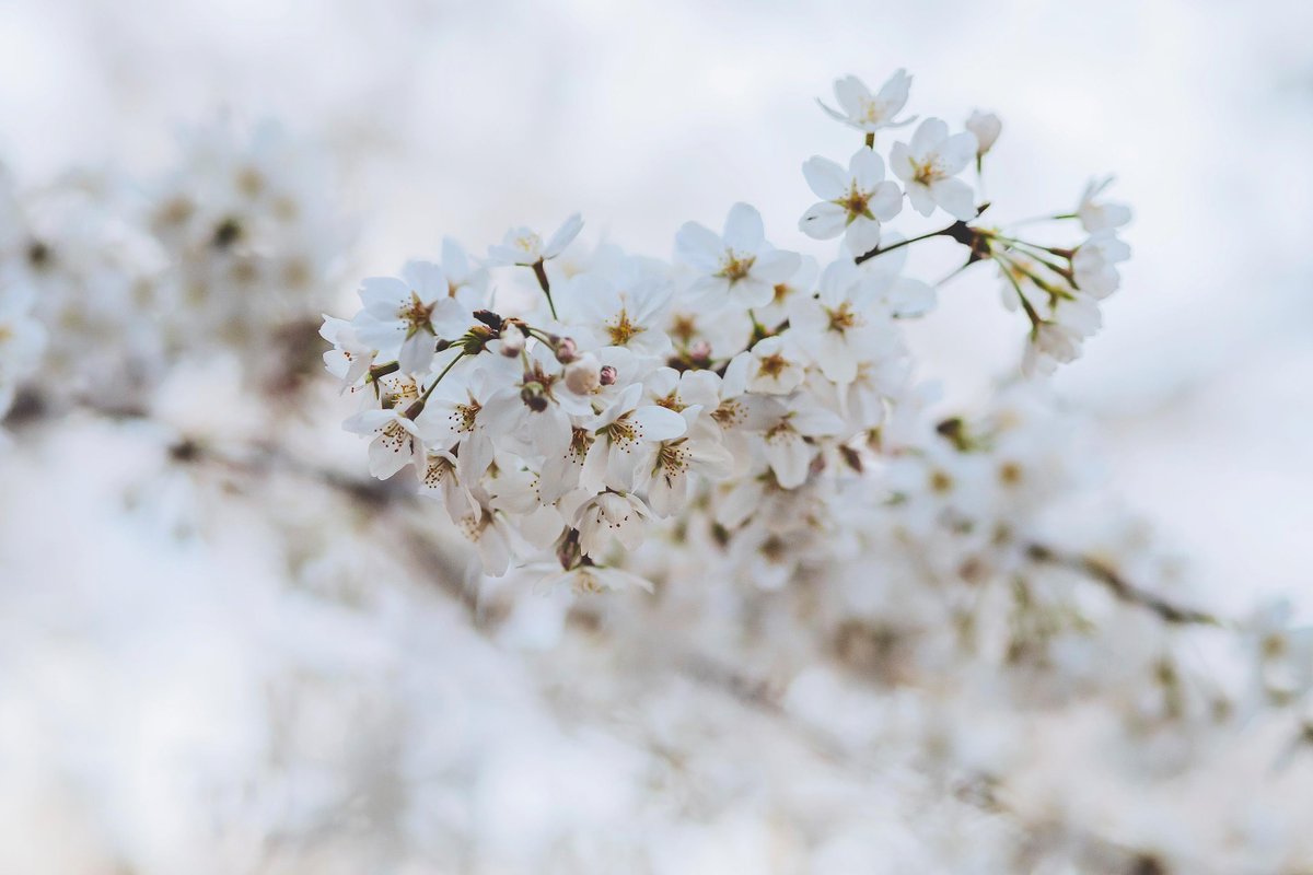 kodomut's tweet photo. Spring at Meguro - http://t.co/mf4C0SrYm9 http://t.co/wAzed3Fyct