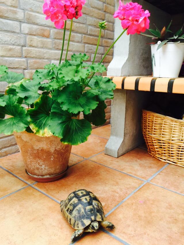 Mariate1996's tweet photo. Nuevo inquilino🐢🐢🏠✌️😍 http://t.co/LrOYfIabI4