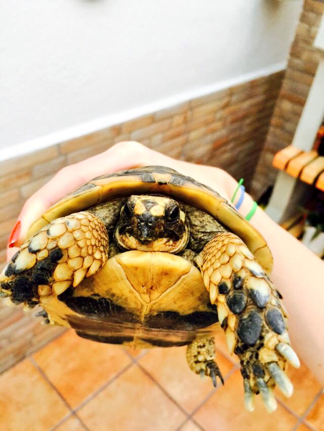 Mariate1996's tweet photo. Nuevo inquilino🐢🐢🏠✌️😍 http://t.co/LrOYfIabI4