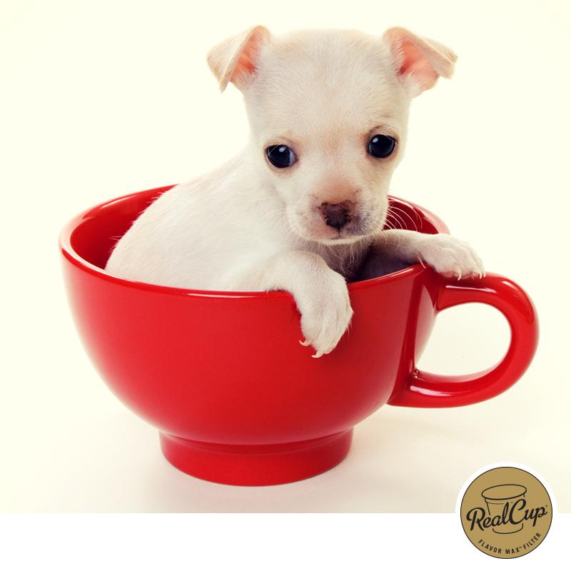 RealCupBrand's tweet photo. OK, maybe coffee is the second best thing to enjoy in a cup. #Coffee 
 http://t.co/7oDwEXRqLu http://t.co/RSH7dvBRt2
