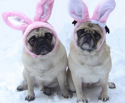 weathernetwork's tweet photo. 17 signs the Easter Bunny is real
http://t.co/4ItjqrCtkt http://t.co/RNFqpxtAgh