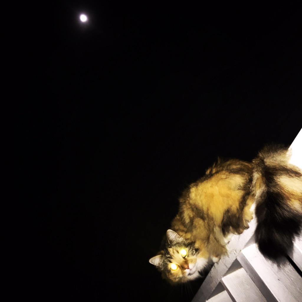 SurpsnglySimple's tweet photo. Moon Kitty ππ±
#KrummLife http://t.co/pKBgFiZiGx