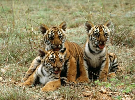 bits_prateek's tweet image. &quot;@UNDP: Why more tigers in #India is good for all of us: on.undp.org/LchPg v @UNDP_India http://t.co/Sx68yaK9y3&quot;