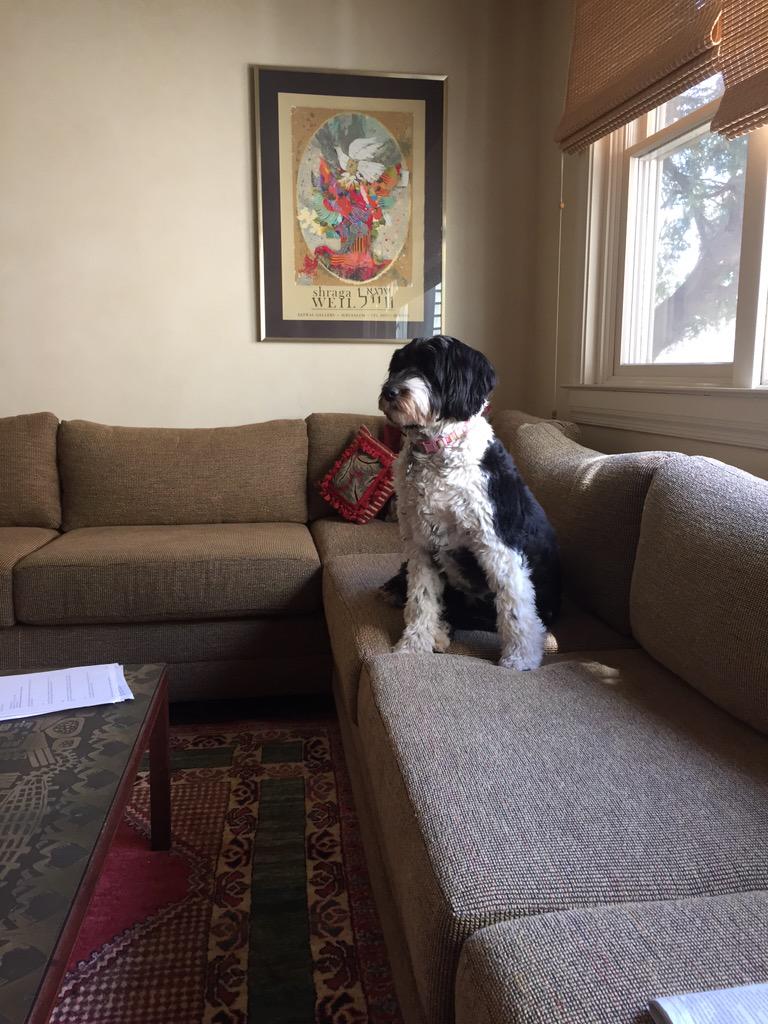 Belles_Rosen's tweet photo. Bubbe we had a great Passover. 
I especially appreciate my Seder naps on your couch. #sleepypuppy #portuguesewaterdog http://t.co/TRxVlrOT4z