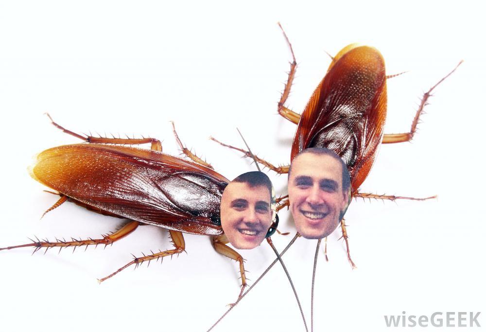 ahsnamepuns's tweet photo. Frank and Nick [Cock]roche http://t.co/Ut15imPHPc