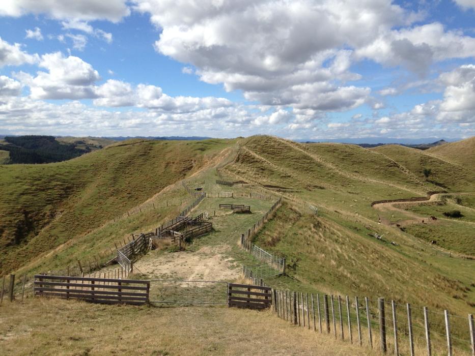 MorrisonFarming's tweet photo. Does any want to have a crack at designing #MangaRa's new satellite sheep yards? They have to fit in here. 52m x 15m. http://t.co/Br9USL1Ds6