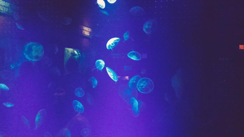 carlongus's tweet photo. Medusas en el zoo http://t.co/AtwzXGPPVu