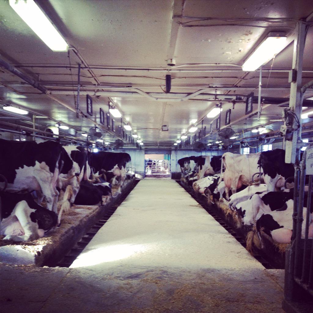 CrystalGeer77's tweet photo. Happy cows 💜🐮 #ridgetowncollege #farm365 #happyladies #ontag #drinkmilk http://t.co/QlKPUPHxpZ