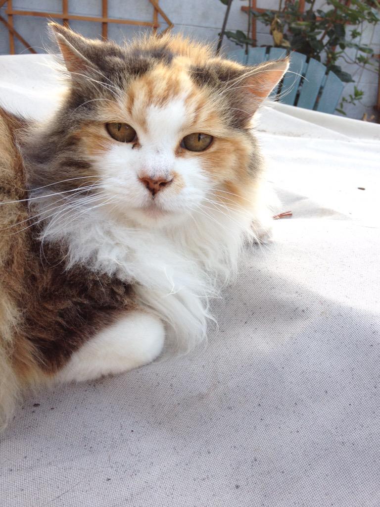 shel_be_happy's tweet photo. We also put my cat down today too.... My pets are all grandmas. 😔👵🐶🐱 #RIPScaredyCat #RIPTamu http://t.co/Fle3i2CBLP